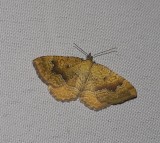 Yellow Shell Moth