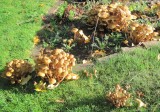 Following heavy rain, in October 2022, these clumps of honey fungus appeared in a front garden in Wickhamford. Caused by the fungus Armillaria mellea, 