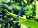 Damselfly
