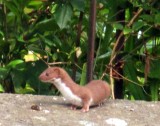 Weasel