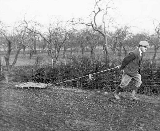 Pulling the seed harrow