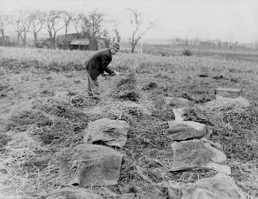 Covering a crop for forcing - probably rhubarb