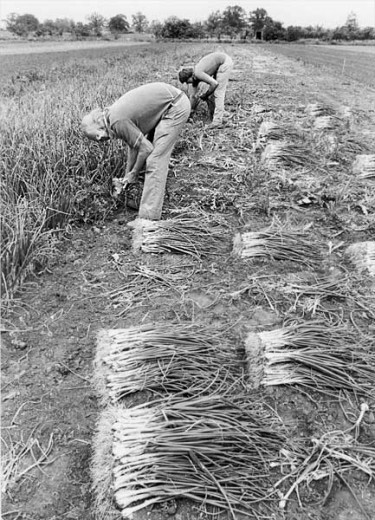 Pulling spring onions ready for bunching