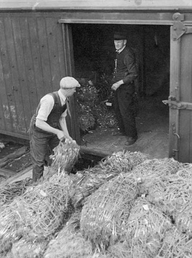 Bunched spring onions in nets being loaded into a railway truck for consignment to market