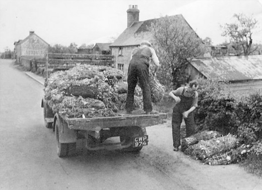 Produce being collected