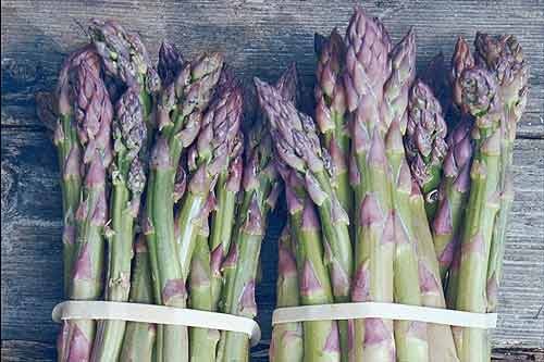 Asparagus grown at Badsey