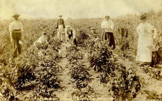 Strawberry picking