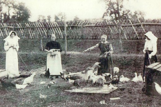 Pethards feeding poultry