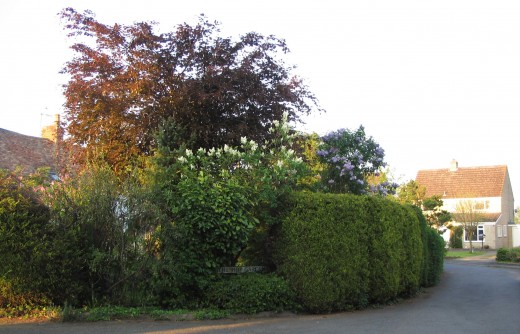 The Hop Gardens, May 2006.