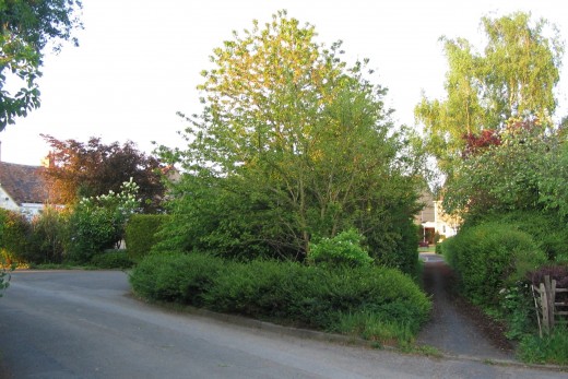 The Hop Gardens, May 2006.