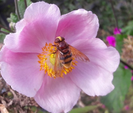 Hornet hoverfly