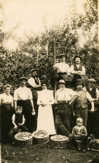 Churchill family picking plums