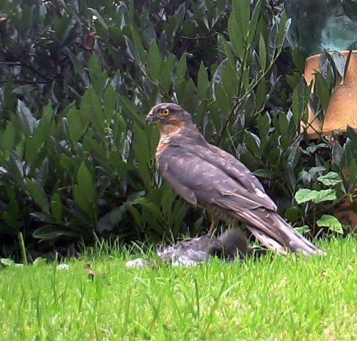 Sparrowhawk