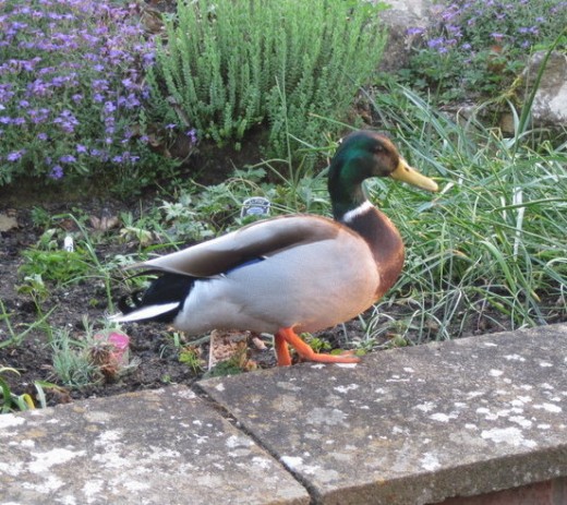 Mallard