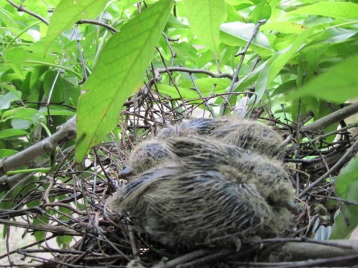 Collared dove chicks