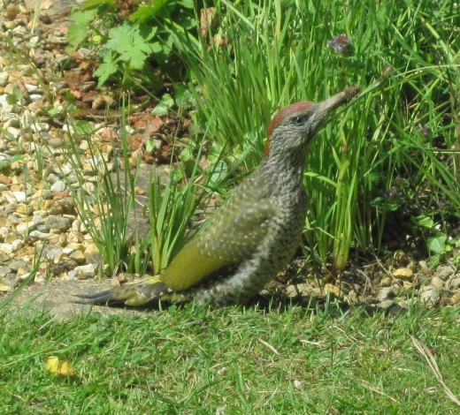 Green Woodpecker