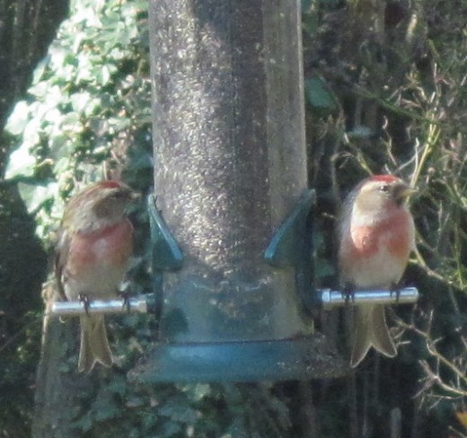 Redpolls