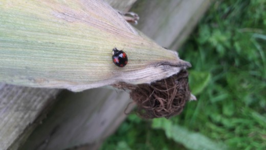 2 spot ladybird