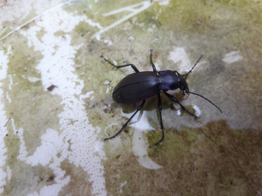 Violet ground beetle