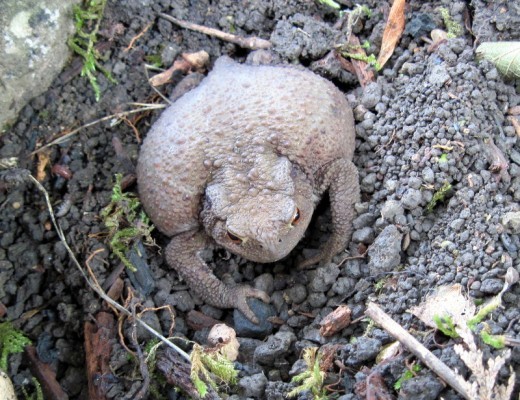 Common Toad