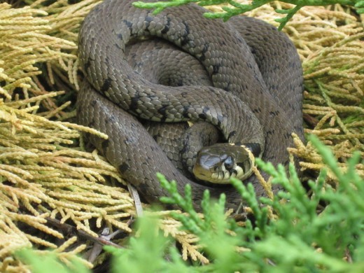 Grass Snake