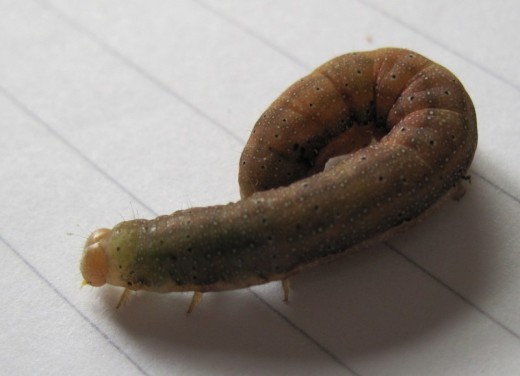 Tomato Moth Larva