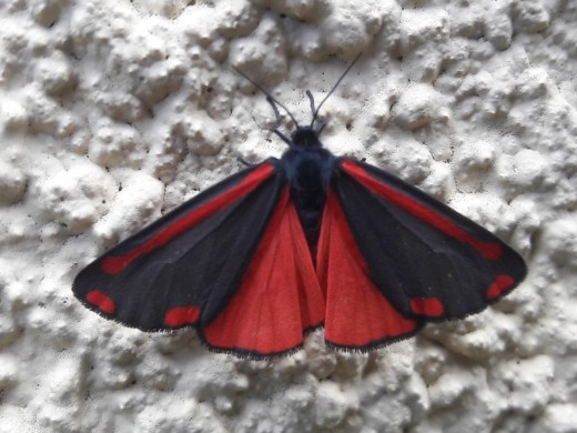 Cinnabar Moth