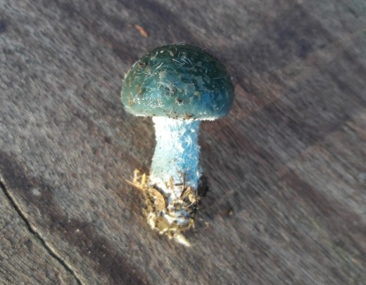 Verdigris Toadstool