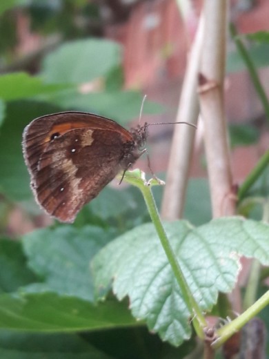 Gatekeeper Butterfly