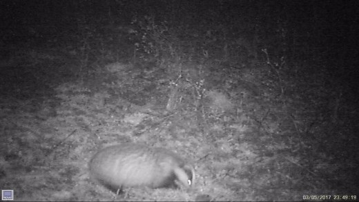 Badger at night