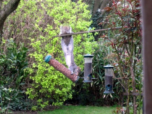 Squirrel on feeder