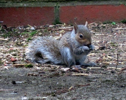 Baby Squirrel