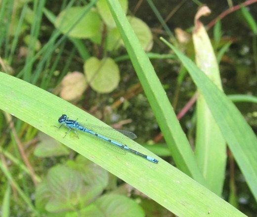 Azure Damselfly