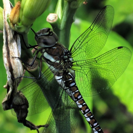 Dragonfly