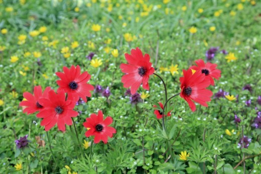 Anemones