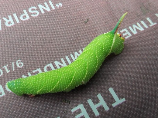 Poplar Hawkmoth Larva