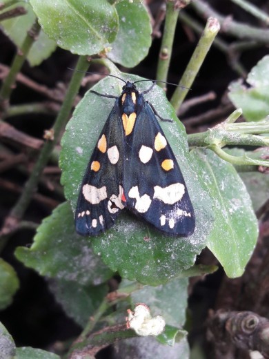 Scarlet Tiger Moth