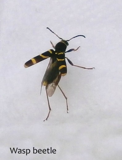 Wasp beetle