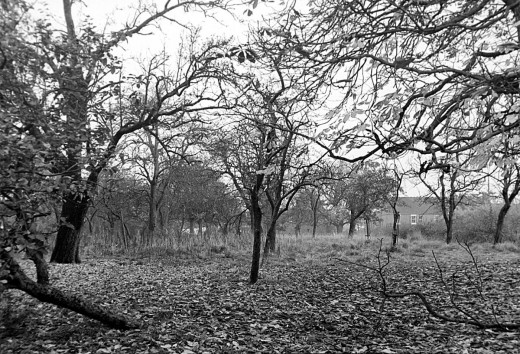 Wheatley's Orchard, site of St James Close