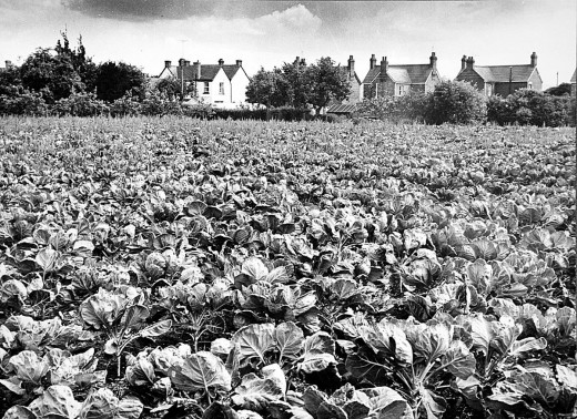 Bretforton Road, field at rear of Nos 13-23 